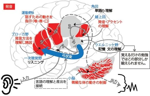 発音に関わる脳内の言語処理経路を示した図解(聴覚から発話までの流れ)